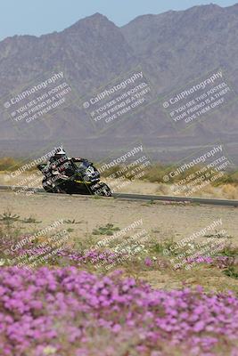 media/Feb-04-2023-SoCal Trackdays (Sat) [[8a776bf2c3]]/Turn 15 Inside Blooming (1050am)/